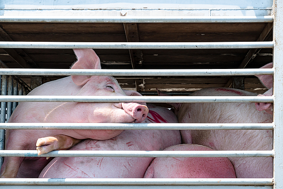 Schweinetransport, gequälte Tiere in LKW, hinter Gittern